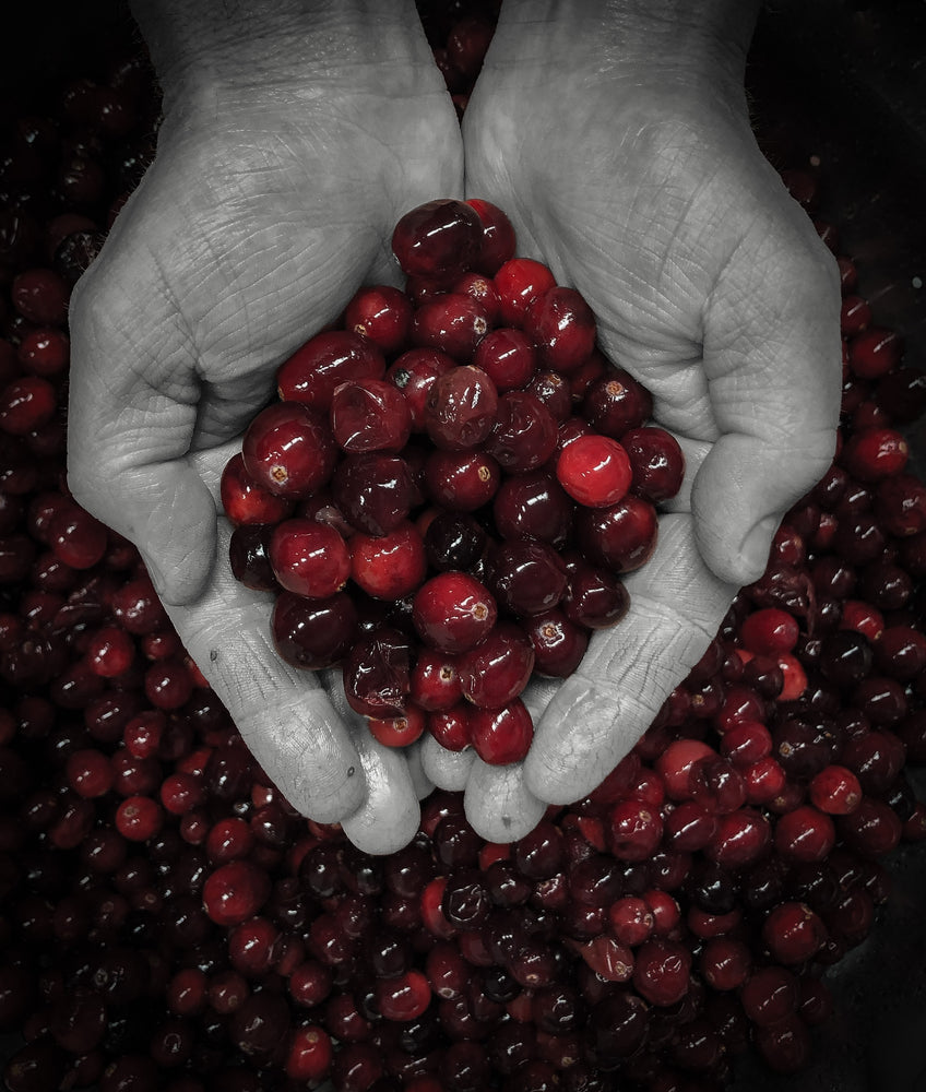 
                  
                    Luke’s Cranberry- Pomegranate Sauce
                  
                